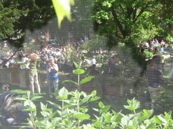 Simply Spring XII - Picnic & Concert on the Lawn in Cambridge, MA {Paris Photo}