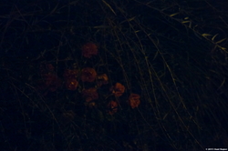 Green, Black & Red - Flowers in the Dark {Paris Photo}