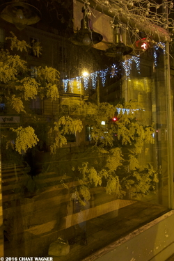 Mimosa in Winter - Mimosa l'Hiver {Paris Street Photo}