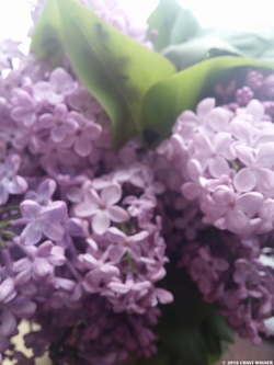 Lilac Bathed in White-Musk Light {Perfume Eye Candy}