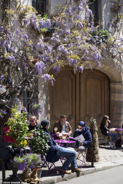 Wisteria Hysteria ≈ Crazy Paris {Paris Street Photo}