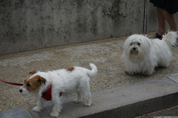 Dog Triptych ≈ Triptyque canin /The Nose & The Eye / Le Nez et l'Oeil {Paris Street Photography}