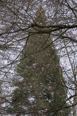 Hello Spring! Cherry Blossoms & Fir {Paris Street Photography}