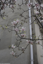 Magnolia in Paris // Magnolia à Paris {Paris Street Photography}