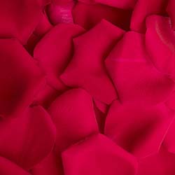 Red-Roses-Petals_Jupiter.jpg