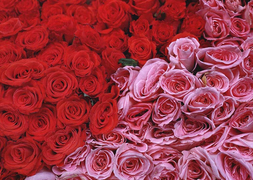 valentines day rose. Until Valentine#39;s Day, we will
