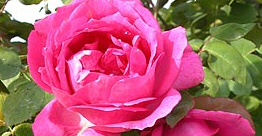 Sir Paul Smith Rose.jpg