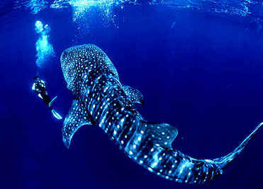 Whale-Shark-01.jpg