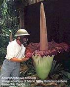 Amorphophallus_titanum.jpg