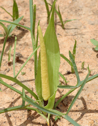 Arum-lily.jpg