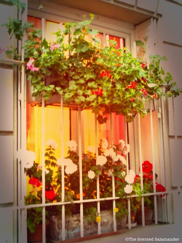 Balcon_Paris_G&eacute;raniums_Rouge - blog.jpg