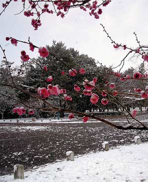 Sakura Perfume