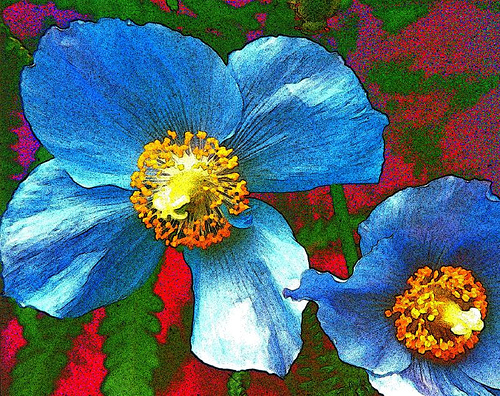 Blue-Poppy-Tina-Manthorpe.jpg