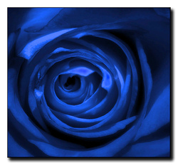 Blue-roses.jpg