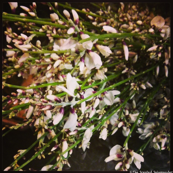 Broom_Flowers_January.jpg