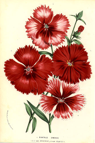 Dianthus chinensis.jpg