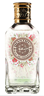 Dianthus.png