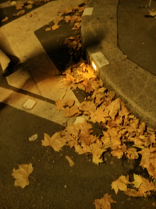 Fall_Night_Leaves.jpg