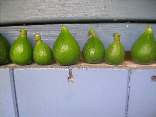 Figs-Green.jpg