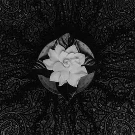 Gardenia-Mapplethorpe-1987.jpg