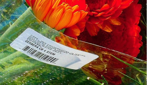 Gerbera-Cellophane.jpg