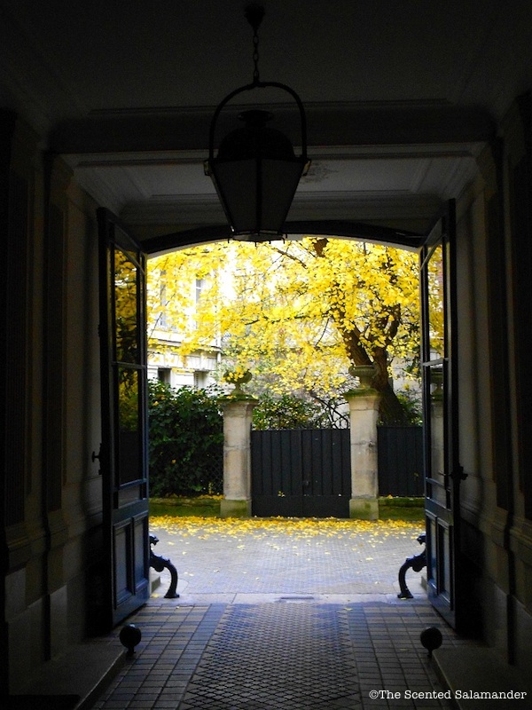 Gingko_Tree_B - Blog.jpg