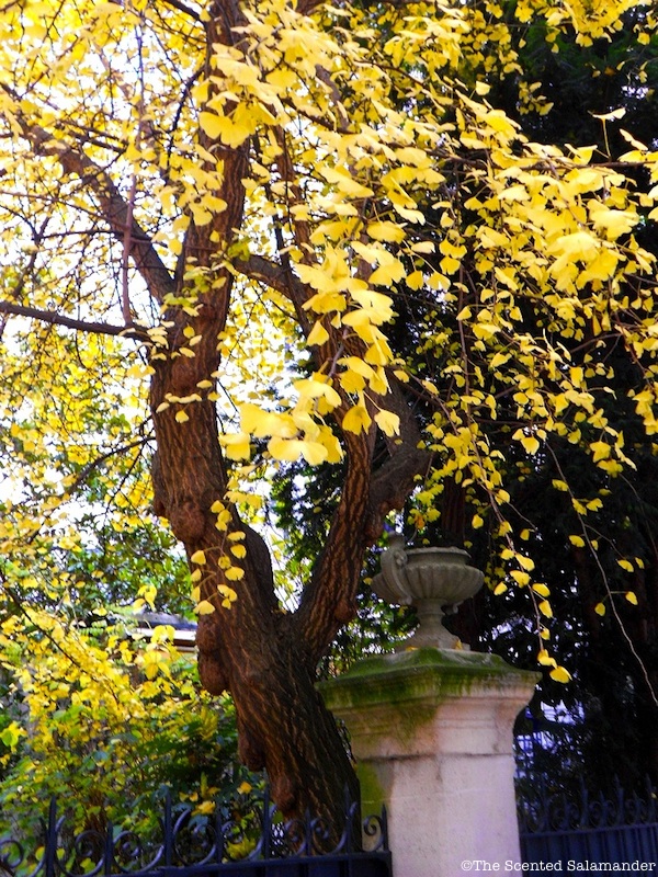 Gingko_tree_C_Paris - blog.jpg