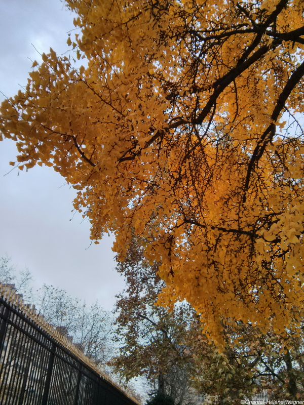 Ginkgo_Tree_2_Luxembourg.jpg