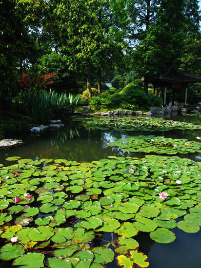 Hangzhou_Botanical_Garden.jpg