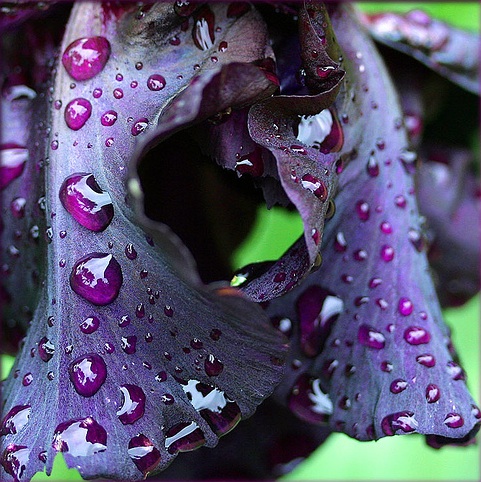 Picture Iris Flower on Essences Iris Noir By Yves Rocher  New Perfume  Galore Of Iris
