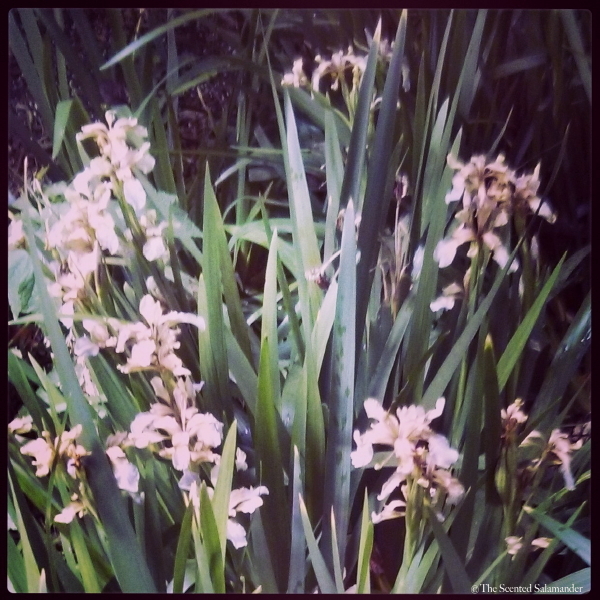 Iris_Gris_Patch.jpg