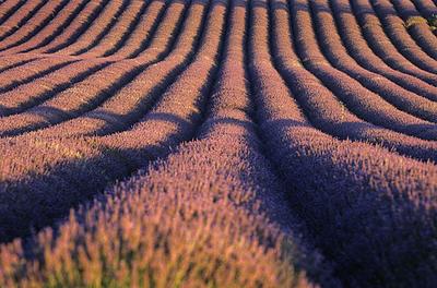 Lavender_Field.jpg
