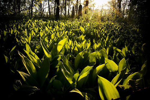 Lily-of-the-valleys.jpg