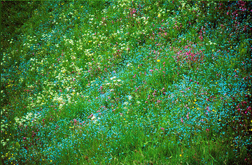 Meadow.png