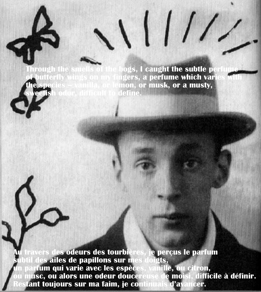 Nabokov_Butterfly.jpg