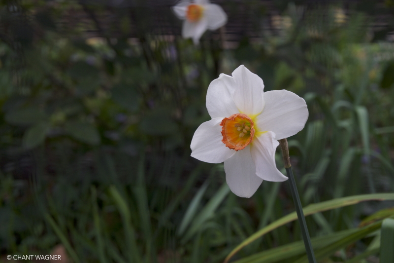 Narcissus-narcisse.jpg