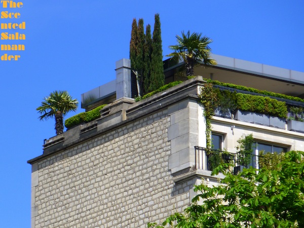 Palmiers_immeuble_Paris.jpg