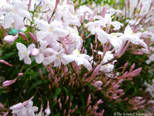Pink_Jasmine_green_leaves.jpg
