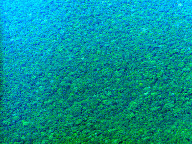 RainForest.png