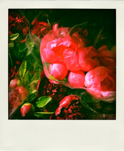 Red-Peonies-pola.jpg