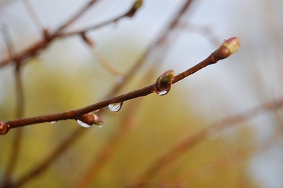 Spring Rain.jpg