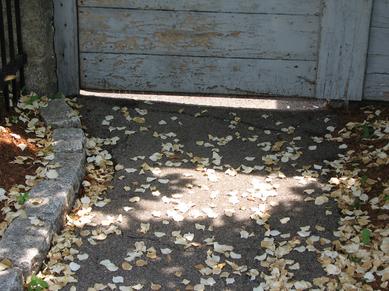Summer_Asphalt.jpg