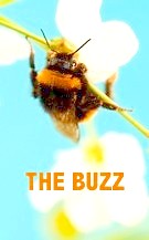The-Buzz-Bee-5.jpg