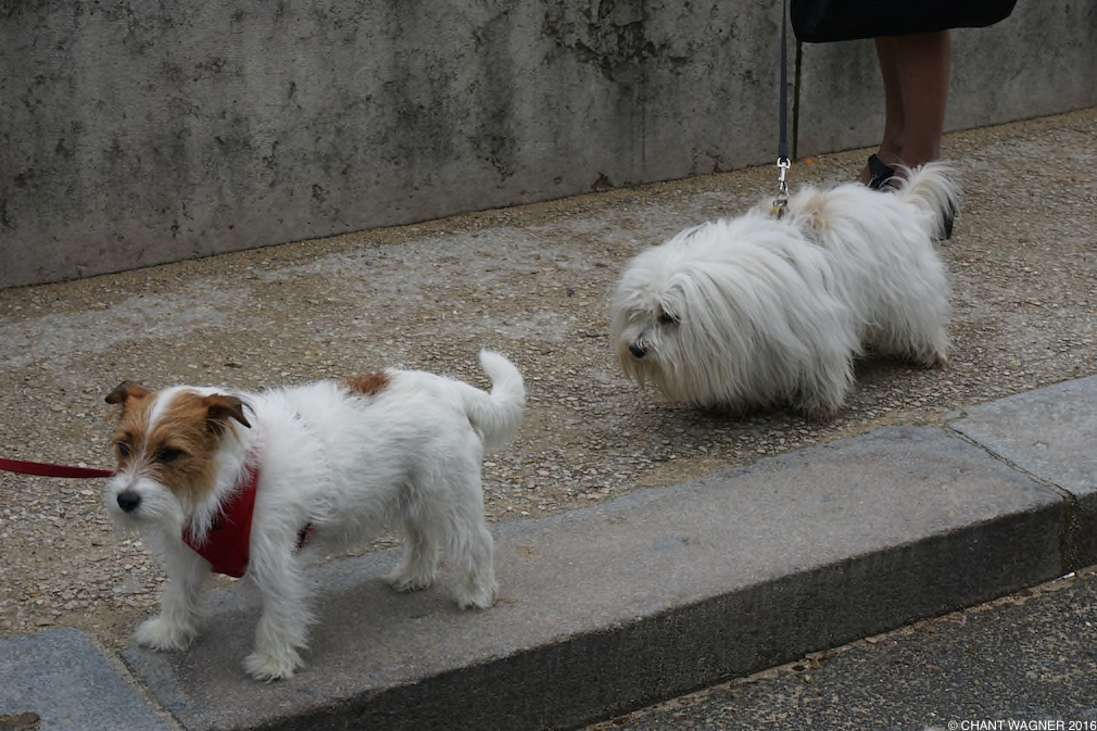 Two_Doggies_II.jpg