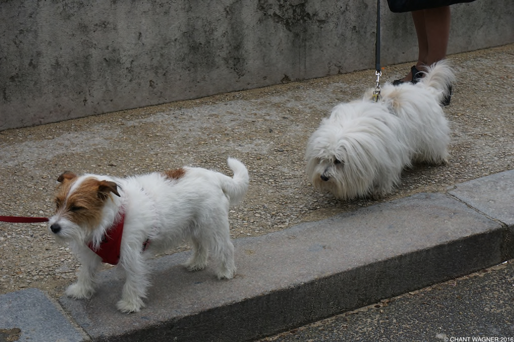 Two_Doggies_III.jpg