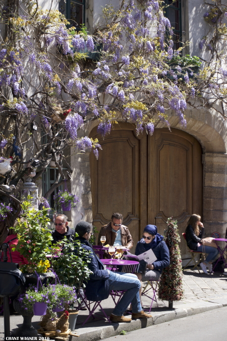 Wisteria_Purple_Love_I.jpg