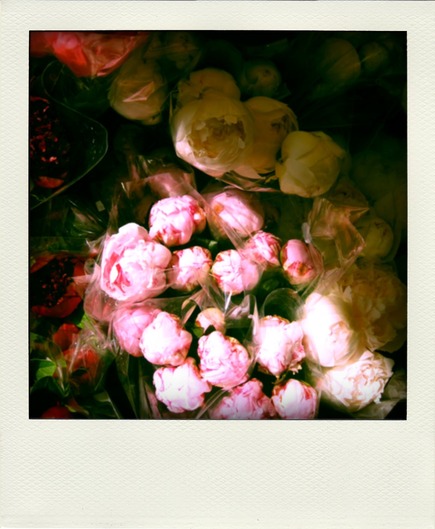 Yellow-Pink-Peonies-pola.jpg