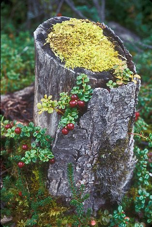 alaska-lingonberry.jpg