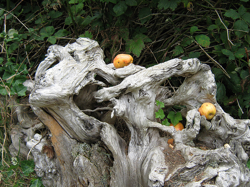 apples-driftwood.jpg