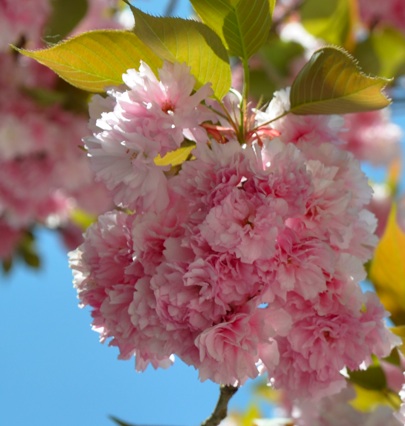 cherry_blossoms_scented_salamander.jpg